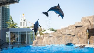 Batumi Dolphinarium  May 2022 Dolphinarium Batumi Show [upl. by Newra]