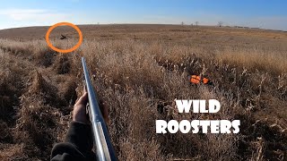 South Dakota Pheasant Hunting 2023 [upl. by Nnoved699]