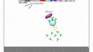 The Cellmediated and Antibodymediated Immune responses [upl. by Ilera]