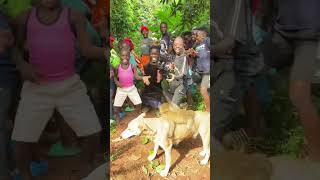 aro monkey and 😂 dog at wembly mo orphanage 😆 comedy shorts funny video [upl. by Libre]