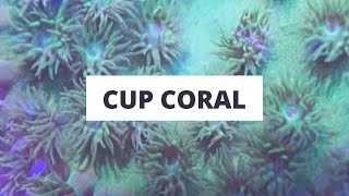 Cup Coral Turbinaria Fragging 101 [upl. by Erdried27]