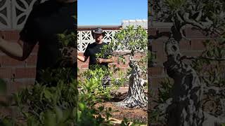 Maceta bonsai entrenamiento vs cultivo vs exposición [upl. by Reggi]