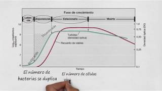 Crecimiento microbiano [upl. by Lipinski849]