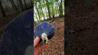 The Bluest Mushroom youll find Indigo Milkcaps  Lactarius indigo foraging mushroom wildedibles [upl. by Nosdivad]