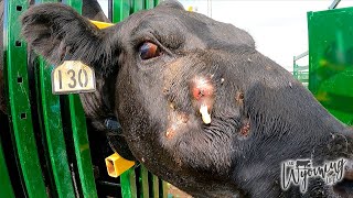 A Cows Gross Abscess Getting Popped [upl. by Nosredneh507]