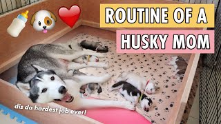 A DAY IN A LIFE OF A MOMMY HUSKY DOG [upl. by Ahsinit699]