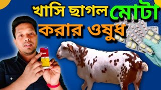 খাসি ছাগলকে মোটা করার ওষুধ  ছাগল পালন প্রশিক্ষণ  অধ্যায় ছাগলের যত্ন ও পরিচর্যা part5 [upl. by Samuela]