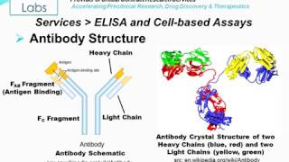 Immuno and Cellbased Assays  Altogen Labs [upl. by Schacker]