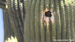 Pygmyowl in nest cavity [upl. by Aihsemat]