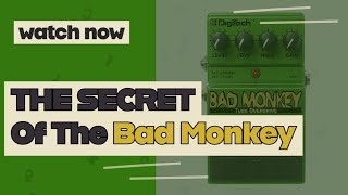 The real secret no ones talk about of the Bad Monkey  The Bad Monkey Does direct [upl. by Ecnal]