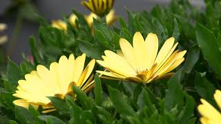 OSTICADE™Series Osteospermum ecklonis [upl. by Kire]