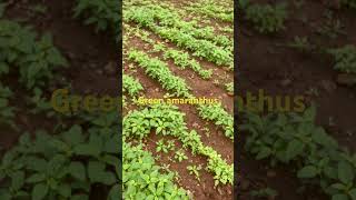 Green amaranthus at College of horticulture Hiriyur farming [upl. by Niraa971]