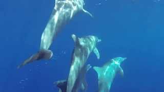 Sortie Palme Masque tube avec les baleines Réunion Plongée St Leu [upl. by Winikka]