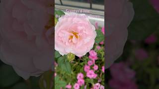 SCEPTERD ISLE™ English Shrub Rose BEST FOR FLOWERING BEST FOR Fragrance Strong MyrrhCOLOR Light [upl. by Akelam815]