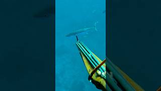 Spearfishing the STRONGEST fish in the ocean dogtooth tuna fishing madagascar seafood [upl. by Erin758]