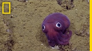 Adorable GooglyEyed Sea Creature Puzzles Scientists  National Geographic [upl. by Atte]