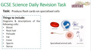 GCSE Science Daily Revision Task 2 Specialised Cells [upl. by Llennoc]