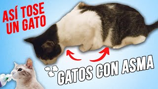 GATOS con ASMA que TOSEN y JADEAN 🌬️😾  Cómo ponerle el INHALADOR de forma FÁCIL [upl. by Simmonds]