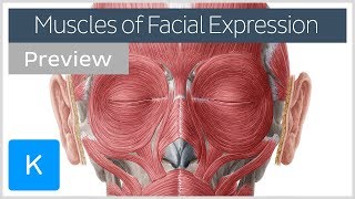 Muscles of facial expression preview  Human Anatomy  Kenhub [upl. by Godred]