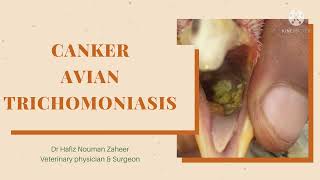 CankerAvian trichomoniasis in Aseel birdsTreatment amp prevention by Dr Hafiz Nouman zaheer [upl. by Topper]