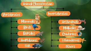 Animal Classification Vertebrates and Invertebrates [upl. by Aicaca186]