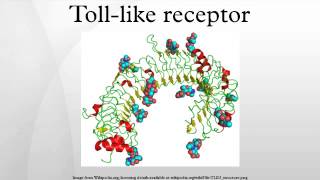 Tolllike receptor [upl. by Assilrac393]