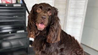 Boykin Spaniel  Dog Grooming [upl. by Namlaz582]