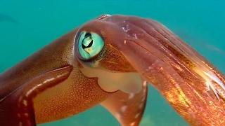 Colour Changing Squid Mating Ritual  Blue Planet  BBC Earth [upl. by Antoinette]