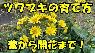 ツワブキの育て方 How to grow Farfugium japonicum [upl. by Noman]