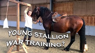 Young stallion training for tournament and jousting How do you train for medieval combat [upl. by Ocirderf71]