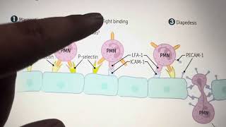 Leukocytes Extravasation Steps in the simplest way [upl. by Thomas406]