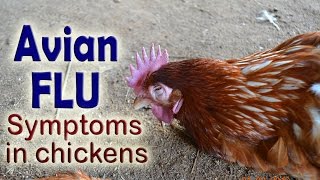 Bird Flu Symptoms H5N1 Avian influenza in poultry POULTRY DISEASES Aviäre Influenza [upl. by Pennie]