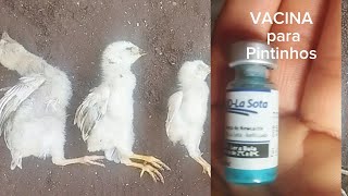 COMO Preparar e APLICAR Vacina NEWCASTLE Prevenção🐣🐥🐤🤕🤒elianeferreiradias7432 [upl. by Blanding]