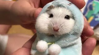 Funny Hamsters Videos Collection  Funny and Cute Moment of the Animals [upl. by Oiligriv621]