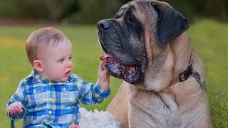 Mastiff and Baby Compilation [upl. by Ecyaj360]