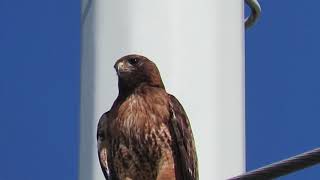 Red tailed hawk lets out a piercing cry [upl. by Ailemor]