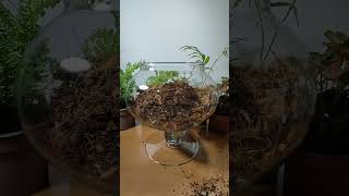 Creating a Miniature Ecosystem Terrarium Making in a Candy Jar [upl. by Eerol]