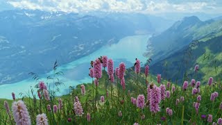 202407  Brienzer Rothorn Bahn 🇨🇭 [upl. by Reddy460]