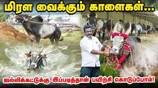 ஒவ்வொரு காளையும் மாஸ்தான்  ஜல்லிக்கட்டு காளை வளர்ப்பில் அசத்தும் தொழிலதிபர் [upl. by Dredi]