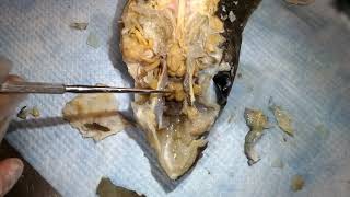 Shark Dissection Nerves and Brain [upl. by Allisirp]