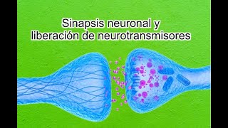 Sinapsis neuronal y liberación de neurotransmisores ACH glutamato Adrenalina GABA glicina [upl. by Curson740]