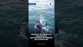 Histórico Se registró en Necochea un apareamiento de ballenas por primera vez [upl. by Llorre]