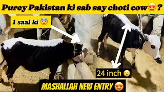 Pakistan ki sab say choti cow 😍  Age 1 year  Kodu nasal  Vlog  Noni Goshi World 🌎 [upl. by Ive]