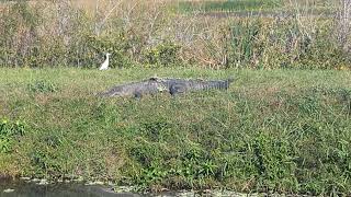 Pretty Daring Cattle Egret Sneaks Past Large Alligator in Grass at Lake Apoka Wildlife Drive [upl. by Nrol]