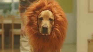 Amazon Prime Lion Dog Commercial Japan [upl. by Eiramnwad]