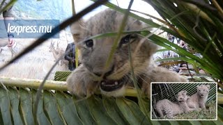 Casela rencontre avec des bébés lions [upl. by Annayrb88]