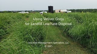 Using Vetiver Grass for Landfill Leachate Disposal with PhytoUtilization™ [upl. by Aerdnaed]