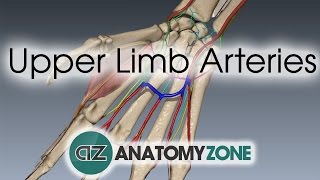 Upper Limb Arteries  Hand and Wrist  3D Anatomy Tutorial [upl. by Farrar]