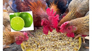 fattening adult chickens  simple formula  treating chicken eye pain  chicken farm [upl. by Pearl]