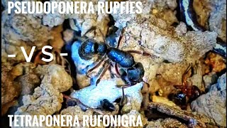 PSEUDONEOPONERA RUFIPES VS  TETRAPONERA RUFONIGRA [upl. by Aikan]